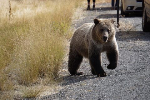 bear_bare onlyfans leaked picture 1