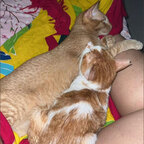 brown_hot onlyfans leaked picture 1