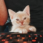 fosterkittendad avatar