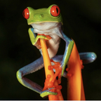 froggystylerh avatar