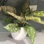 onlyplants onlyfans leaked picture 1